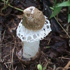Vechoochira Vechoochira