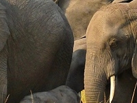 Queen Elizabeth Safari
