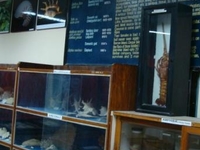 Zoological Survey of India Museum