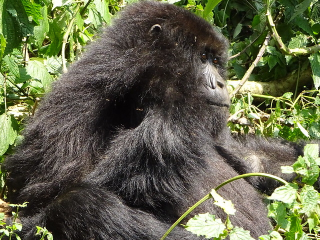 5 Days 4 Nights Rwanda Primate Tour Photos