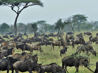 Serengeti Wildebeest Migration Safari