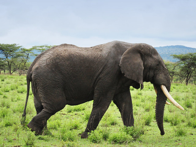 3 Days - Big 5 Safari & Lesotho Explorer From Durban Photos