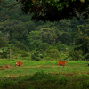 Alas Purwo National Park Alas Purwo National Park