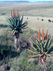Eastern Cape