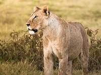 Amboseli National Park Amboseli National Park