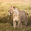 Amboseli National Park
