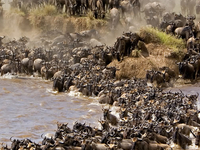 Masai Mara