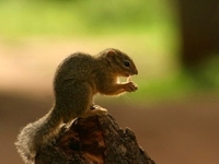 3 Day Best Deal Northern Circuit Safari
