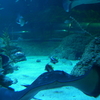Aquarium of Western Australia Aquarium of Western Australia