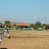 Attica Zoological Park