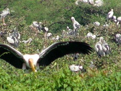 Vedanthangal Bird Sanctuary, Kanchipuram, India Tourist Information