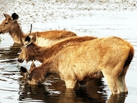 Sawai Madhopur Sawai Madhopur