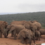 Addo Elephant National Park Addo Elephant National Park