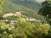 Ajloun Forest Reserve