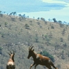 Akagera National Park