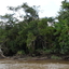 Amazon River Amazon River