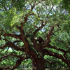Angel Oak Angel Oak