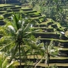 Subak Subak