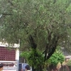 Lipa Lipa