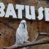 Batu Secret Zoo Batu Secret Zoo