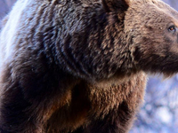 Grand Teton 4 Hour Dawn or Dusk Tour Grand Teton 4 Hour Dawn or Dusk Tour