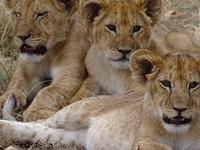 6 Day Safari To Tarangire, Serengeti & Ngorongoro
