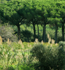Begur Wildlife Sanctuary Begur Wildlife Sanctuary