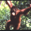 Betung Kerihun National Park Betung Kerihun National Park