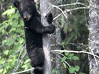 Bhoramdeo Wildlife Sanctuary Bhoramdeo Wildlife Sanctuary