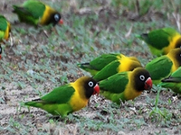 Wildlife and Bird Watching Safari Wildlife and Bird Watching Safari