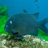 Poor Knights Islands Diving Site