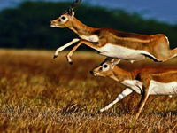 Enchanting White Rann, Culture And Wildlife Tour Enchanting White Rann, Culture And Wildlife Tour