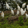 Bor Wildlife Sanctuary Bor Wildlife Sanctuary