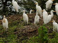 Bor Wildlife Sanctuary Bor Wildlife Sanctuary