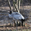 Bumdeling Wildlife Sanctuary Bumdeling Wildlife Sanctuary