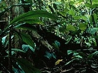 Bung Hatta Forest Reserve Bung Hatta Forest Reserve
