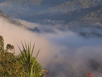 3 Days Gorilla Tracking Safari in Uganda 3 Days Gorilla Tracking Safari in Uganda