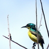 Saadani National Park