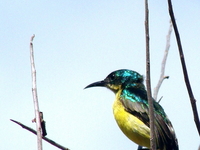 Saadani National Park Saadani National Park