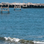 Bird Island Bird Island