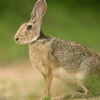Asola Bhatti Wildlife Sanctuary Asola Bhatti Wildlife Sanctuary
