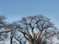 Nxai Pan National Park Nxai Pan National Park