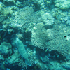 Bunaken Diving Site Bunaken Diving Site