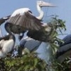Prek Toal Bird Sanctuary