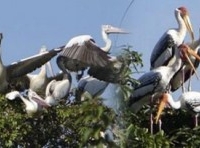 Prek Toal Bird Sanctuary