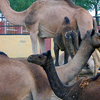 Camel Research Farm