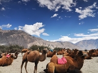 Nubra Valley Nubra Valley