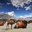 Nubra Valley Nubra Valley