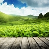 Cameron Highlands