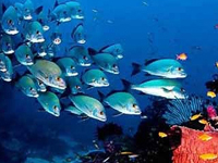 Campbell Shoal - Andaman Campbell Shoal - Andaman